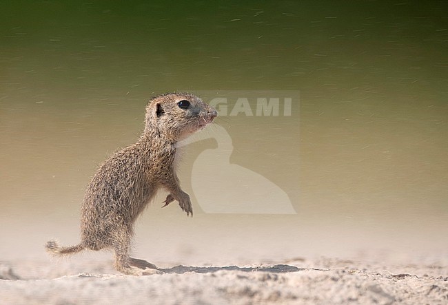 European Souslik (Spermophilus citellus) in Hungary. Also known as European ground squirrel. Cute juvenile. stock-image by Agami/Han Bouwmeester,