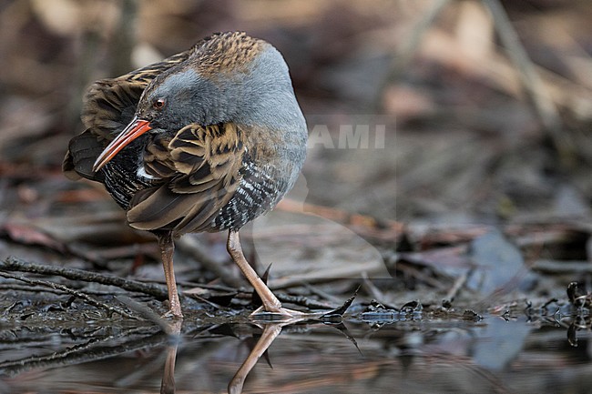 Adult Water Rail (Rallus aquaticus aquaticus) preening on the ground in a wetland in Germany. stock-image by Agami/Ralph Martin,