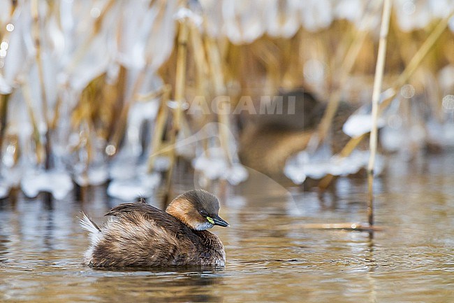 Little Grebe, Tachybaptus ruficollis in winter plumage and setting with ice on reed stock-image by Agami/Menno van Duijn,