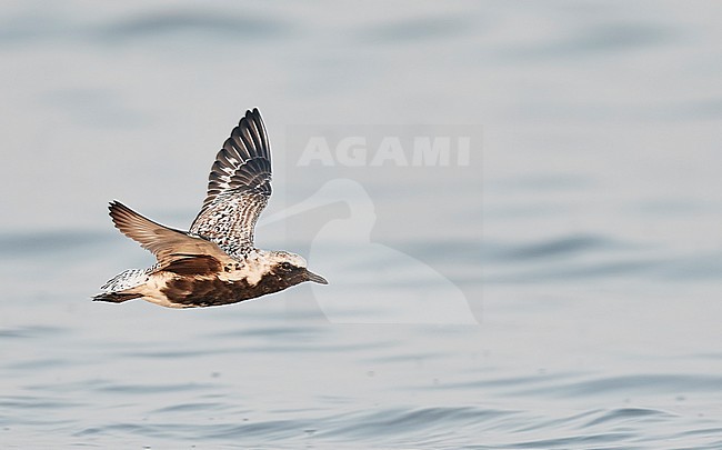 Adult Grey Plover (Pluvialis squatarola) on Happy Island China. stock-image by Agami/Markus Varesvuo,