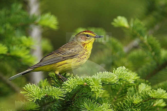 Adult Palm Warbler (Setophaga palmarum) in breeding plumage perched in a tree in Somerset Co., Maine, USA. stock-image by Agami/Brian E Small,