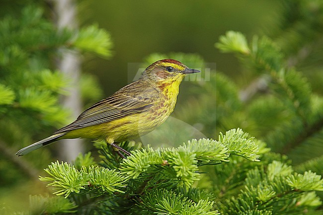 Adult Palm Warbler (Setophaga palmarum) in breeding plumage perched in a tree in Somerset Co., Maine, USA. stock-image by Agami/Brian E Small,