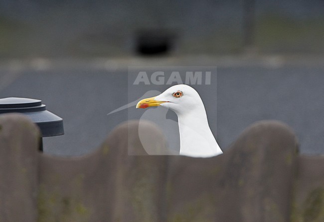 Kleine Mantelmeeuw in de stad; Lesser black-backed Gull in the city stock-image by Agami/Marc Guyt,