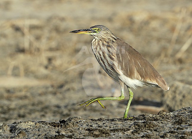 Indian Pond Heron (Ardeola grayii) during late autumn at Seeb in Oman. stock-image by Agami/Aurélien Audevard,