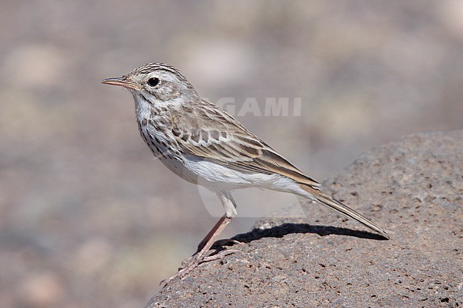 Berthelot's Pipit (Anthus berthelotii) taken the 28/03/2023 at Tenerife stock-image by Agami/Nicolas Bastide,