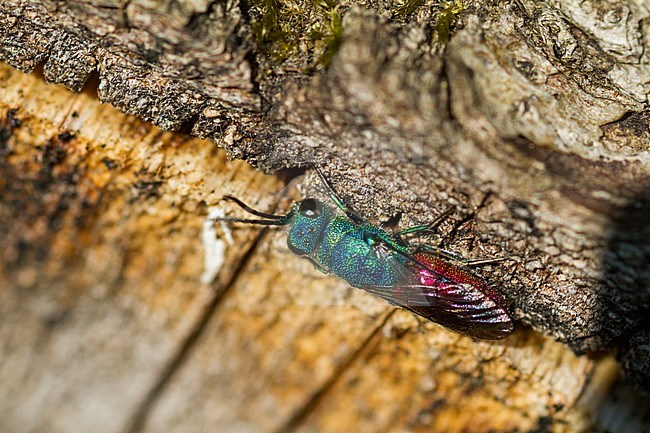 Chrysis ignita - Ruby-tailed Wasp - Gemeine Goldwespe, Germany (Baden-Württemberg), imago stock-image by Agami/Ralph Martin,