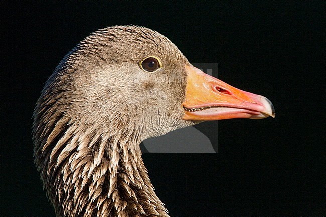 Closeup of an adult Greylag Goose (Anser anser) in the Netherlands. stock-image by Agami/Menno van Duijn,