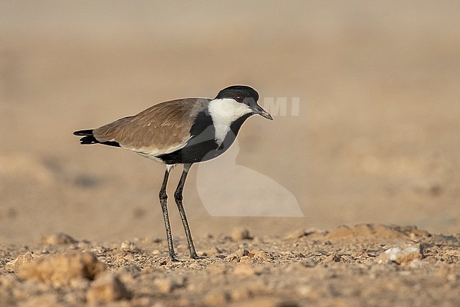 Spur-winged Lapwing (Vanellus spinosus) standing on a bare landscape area near Mogadishu, Somalia. stock-image by Agami/David Monticelli,