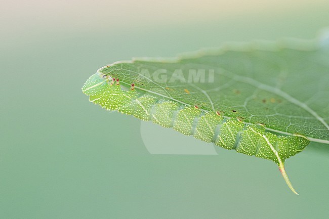 Laothoe populi - Poplar Hawk-moth - Pappelschwärmer, Germany (Baden-Württemberg), caterpillar stock-image by Agami/Ralph Martin,