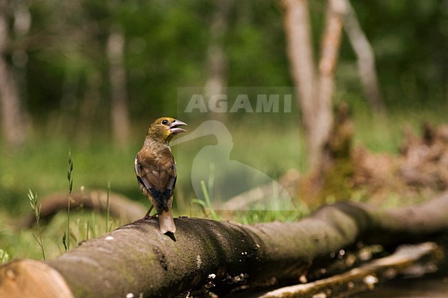 Onvolwassen Appelvink bij drinkplaats; Immature Hawfinch at drinking site stock-image by Agami/Marc Guyt,