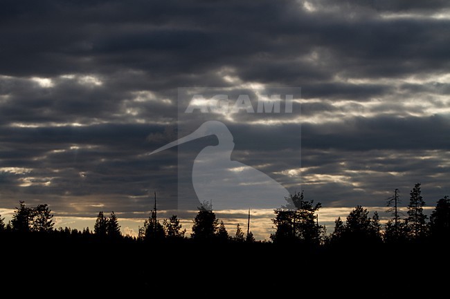 Taiga Finland stock-image by Agami/Menno van Duijn,