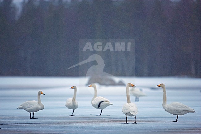 Whooper Swan a group standing in snow shower; Wilde zwaan een groep staand in sneeuwbui stock-image by Agami/Markus Varesvuo,