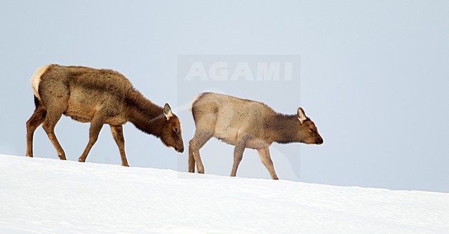 Eland vrouwtje met jong, Moose female with cub stock-image by Agami/Danny Green,
