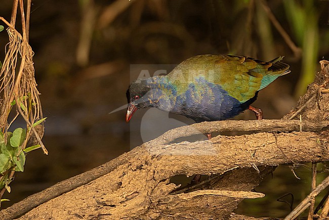 Allen's Gallinule (Porphyrio alleni) in February in moult at Djoudj NP, Senegal stock-image by Agami/Eduard Sangster,