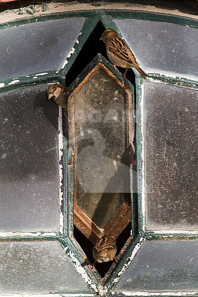 Huismus; House Sparrow; Passer domesticus stock-image by Agami/Menno van Duijn,