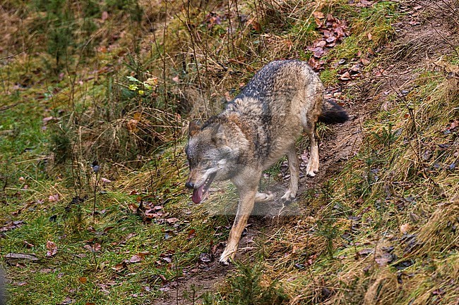 A gray wolf, Canis lupus, panting as it trots down a hill. Bayerischer Wald National Park, Bavaria, Germany. stock-image by Agami/Sergio Pitamitz,