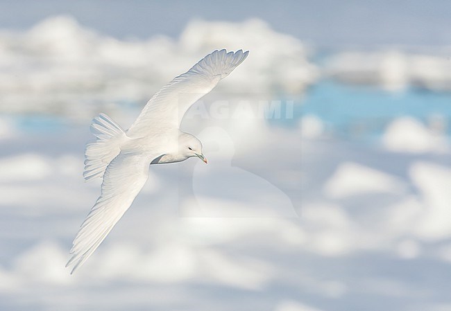 Adult Ivory Gull (Pagophila eburnea) on Svalbard, arctic Norway. stock-image by Agami/Marc Guyt,