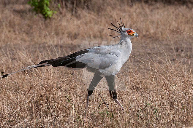 Portrait of a secretary bird, Sagittarius serpentarius, walking. Masai Mara National Reserve, Kenya. stock-image by Agami/Sergio Pitamitz,