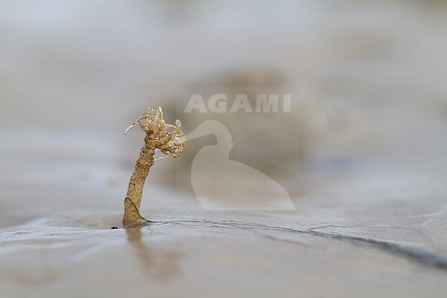 Sand Mason worm (Lanice conchilega) sticking out of the mud in the German Wadden Sea. stock-image by Agami/Ralph Martin,