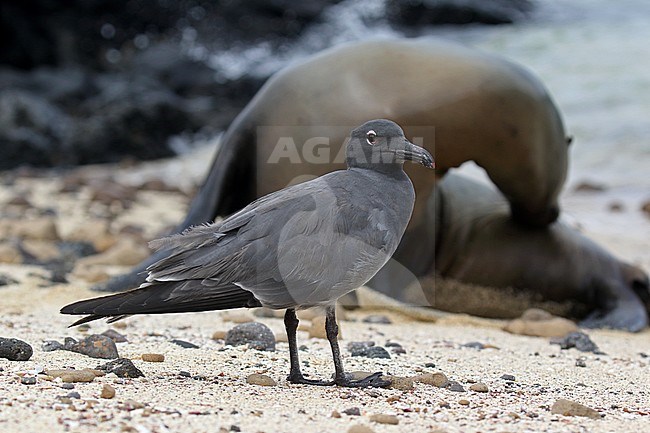 Lava Gull (Leucophaeus fuliginosus) on the Galapagos islands, Ecuador. Adult standing on the beach with sea lion in the background. stock-image by Agami/Dani Lopez-Velasco,