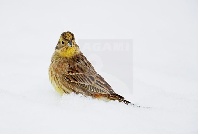 Volwassen mannetje Geelgors in de winter; Adult male Yellowhammer in winter stock-image by Agami/Markus Varesvuo,