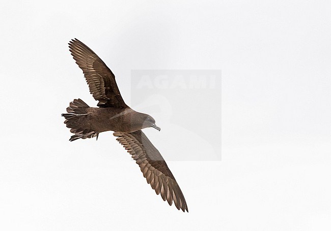 Christmas Shearwater (Puffinus nativitatis). Photographed during a Pitcairn Henderson and The Tuamotus expedition cruise. stock-image by Agami/Pete Morris,