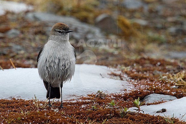 Puna Ground Tyrant (Muscisaxicola juninensis) on a snowy/icy day at Abra Málaga, Peru. stock-image by Agami/Tom Friedel,