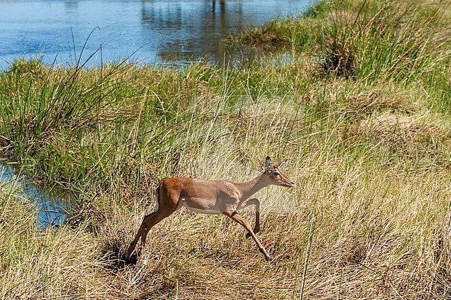 Portrait of a female impala, Aepyceros melampus, running in tall grass. Khwai Concession Area, Okavango Delta, Botswana. stock-image by Agami/Sergio Pitamitz,