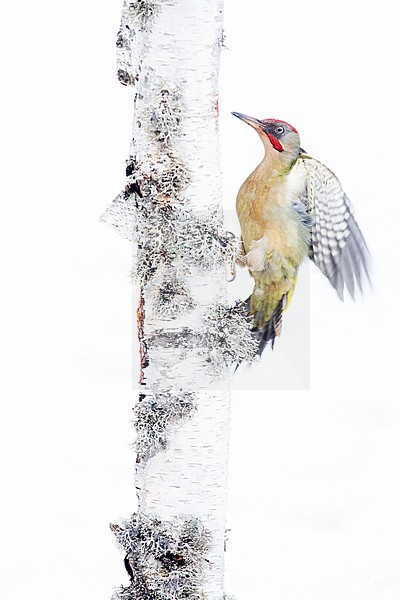 Iberian Green Woodpecker (Picus sharpei) in Leon, Spain. In snow covered surrounding. stock-image by Agami/Oscar Díez,