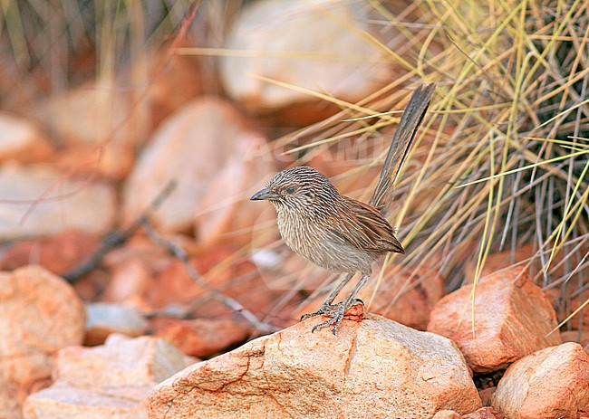 Kalkadoongrassluiper, Kalkadoon Grasswren, Amytornis ballarae stock-image by Agami/Pete Morris,