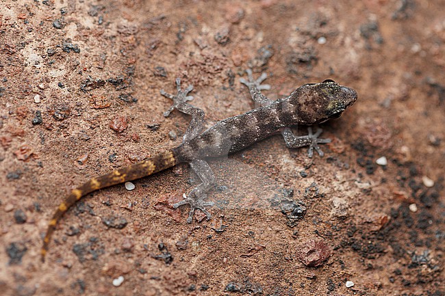 San Cristóbal Leaf-toed Gecko (Phyllodactylus leei) taken the 01/11/2025 at San Cristóbal - Galapagos. stock-image by Agami/Nicolas Bastide,