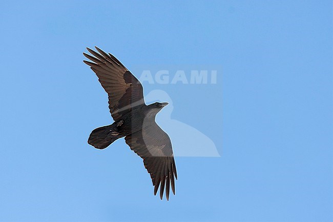 Common Raven - Kolkrabe - Corvus corax ssp. corax, Austria stock-image by Agami/Ralph Martin,