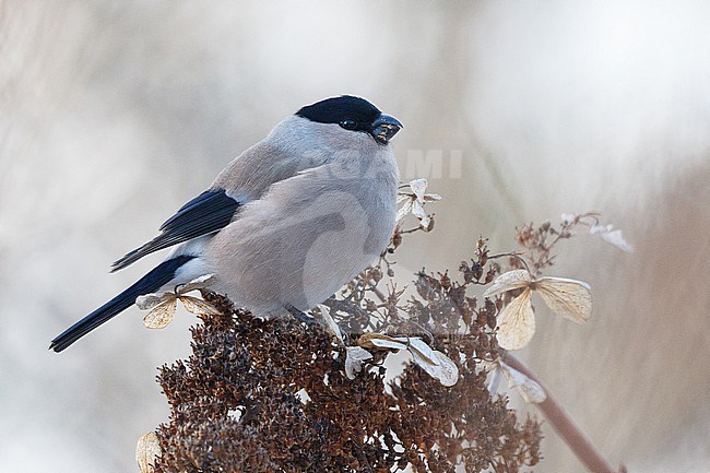 Female Eurasian Bullfinch, Pyrrhula pyrrhula griseiventris stock-image by Agami/Stuart Price,