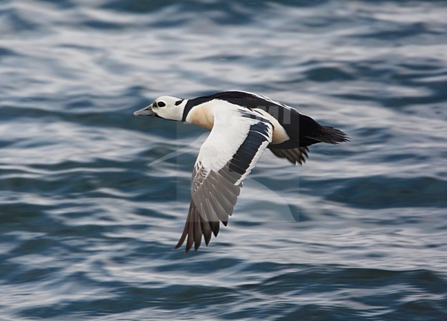 Mannetje Stellers Eider in de vlucht; Male Steller\'s Eider in flight stock-image by Agami/Arie Ouwerkerk,