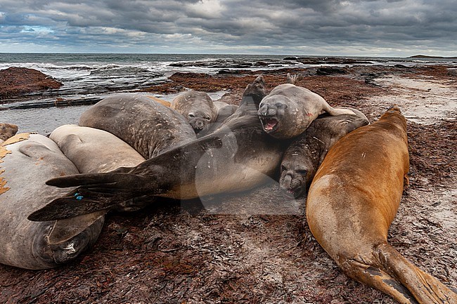 Southern elephant seals, Mirounga leonina, resting on a beach. Sea Lion Island, Falkland Islands stock-image by Agami/Sergio Pitamitz,