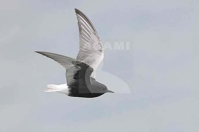 White-winged Tern (Chlidonias leucopterus) in flight. stock-image by Agami/Daniele Occhiato,