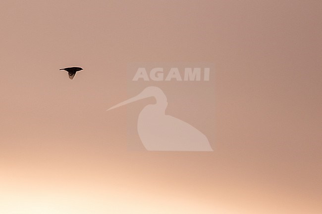 Italian Sparrow_Corsica stock-image by Agami/Ralph Martin,
