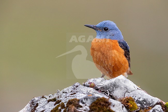Common Rock Thrush (Monticola saxatilis), front view of an adult male perched on a rock, Abruzzo, Italy stock-image by Agami/Saverio Gatto,
