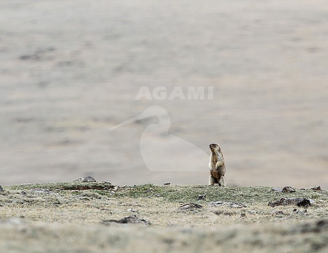 Tarbagan marmot (Marmota sibirica) pearched near Khukh Lake, Mongolia stock-image by Agami/James Eaton,