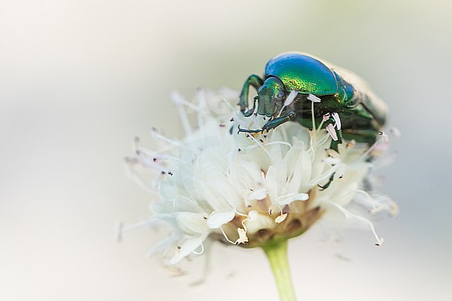Cetonia sp., Croatia, imago stock-image by Agami/Ralph Martin,