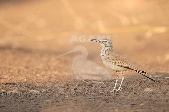 Greater Hoopoe-Lark (Alaemon alaudipes), sitting on the ground in the desert, against an orange background due to the evening light, in Morocco. stock-image by Agami/Sylvain Reyt,