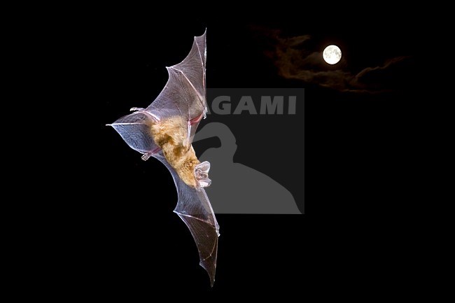 Rosse vleermuis vliegend, Noctule flying stock-image by Agami/Theo Douma,