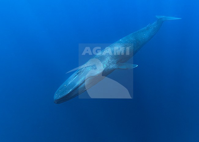 Blue Whale (Balaenoptera musculus ssp brevicauda) diving down. stock-image by Agami/Lennart Verheuvel,