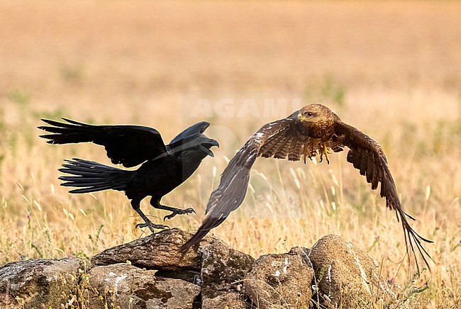 Black Kite, (Milvus migrans) in flight looking at a Common Raven (Corvus corax) stock-image by Agami/Roy de Haas,