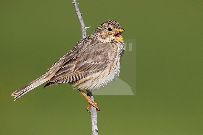 Corn Bunting (Emberiza calandra) perched on a twig in Italy. stock-image by Agami/Daniele Occhiato,