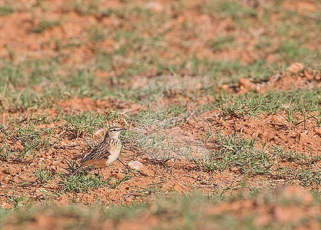 Short-clawed Lark (Certhilauda chuana) in South Africa. stock-image by Agami/Pete Morris,