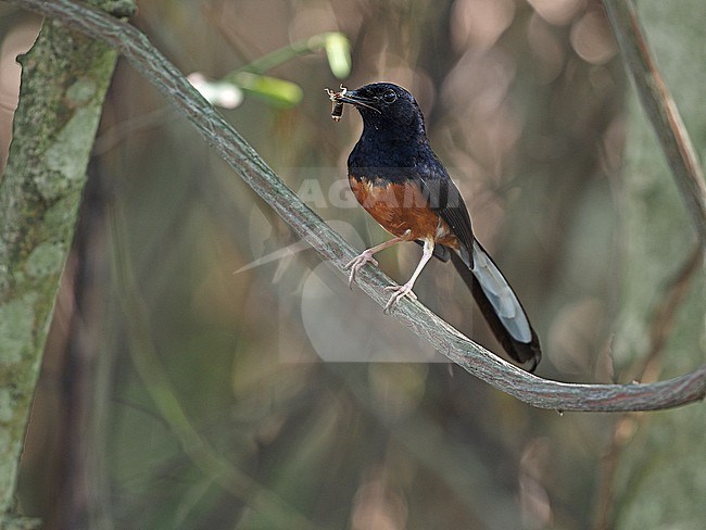 White-rumped Shama, Copsychus malabaricus, male, Thailand, with food stock-image by Agami/James Eaton,