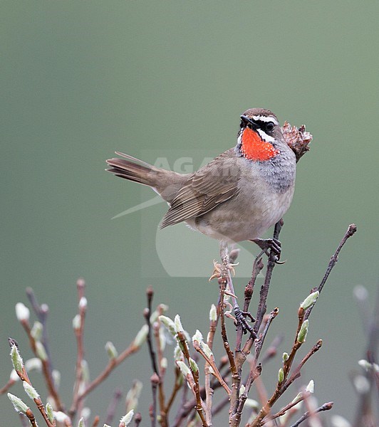 Siberian Rubythroat - Rubinkehlchen - Luscinia calliope, Russia (Ural), adult male stock-image by Agami/Ralph Martin,