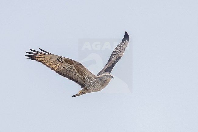 Female Crested Honey Buzzard (Pernis ptilorhyncus) flying over Abşeron Milli Parkı-Absheron National Park, Azerbaijan. stock-image by Agami/Vincent Legrand,