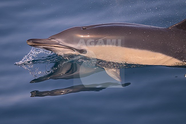 Common dolphin (Delphinus delphis), appearing on the surface, with the sea as background. stock-image by Agami/Sylvain Reyt,